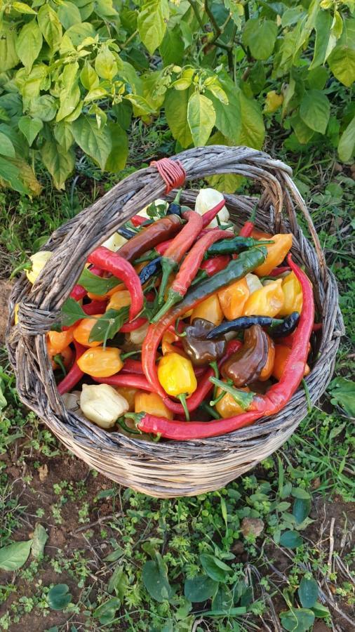 Azienda Agricola I Peperoncini Alghero Esterno foto