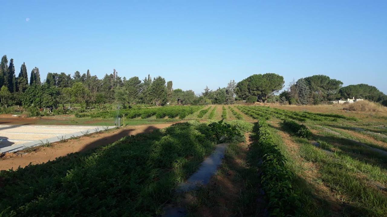 Azienda Agricola I Peperoncini Alghero Esterno foto